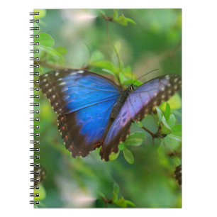 Cuaderno Mariposa azul