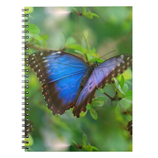 Cuaderno Mariposa azul (Frente)