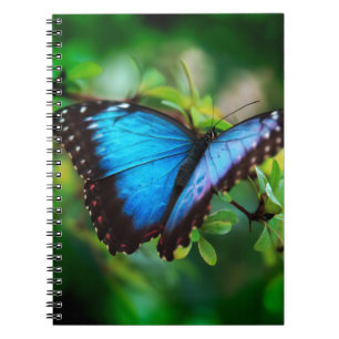 Cuaderno Mariposa azul de Morpho