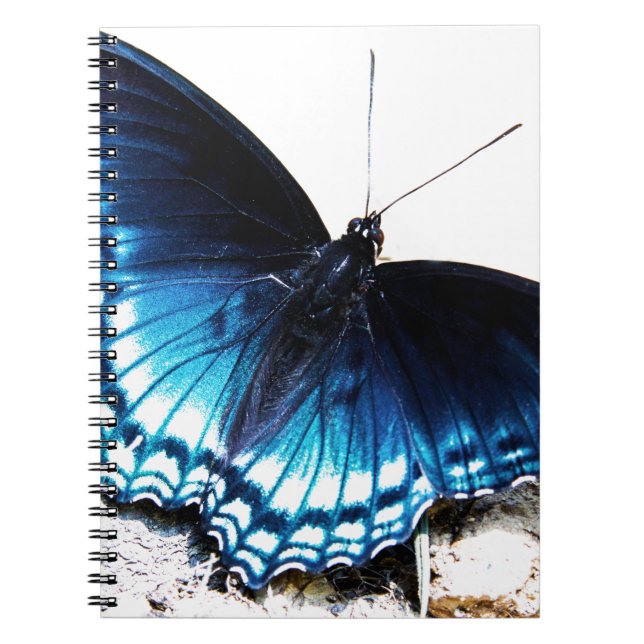 Cuaderno Mariposa azul hermosa (Frente)