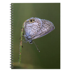 Cuaderno Mariposa azul marina