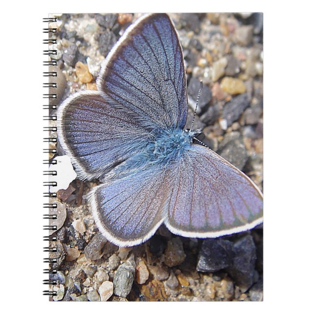 Cuaderno Mariposa azul pequeña (Frente)