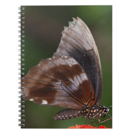 Cuaderno Mariposa blanca y marrón en flor roja