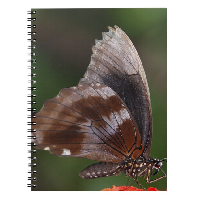 Cuaderno Mariposa blanca y marrón en flor roja (Frente)