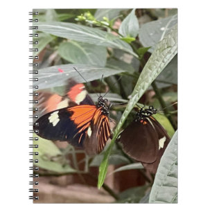 Cuaderno Mariposa colorida