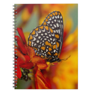 Cuaderno Mariposa de Baltimore de Cuadros