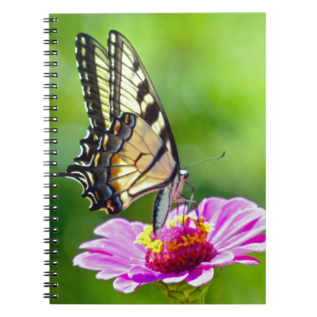 Cuaderno Mariposa de cola cruda (Frente)