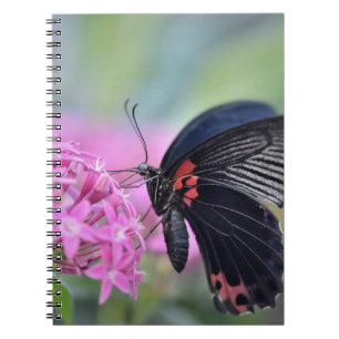 Cuaderno Mariposa en flor