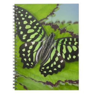 Cuaderno Mariposa en Verde
