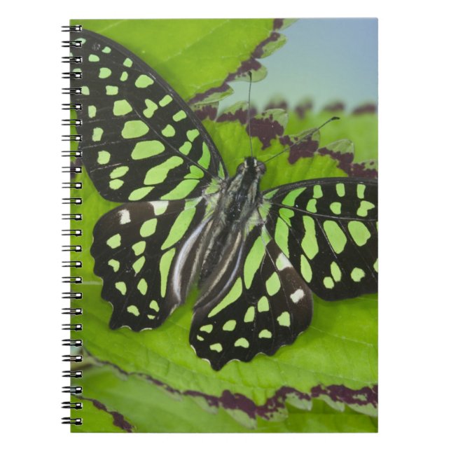 Cuaderno Mariposa en Verde (Frente)