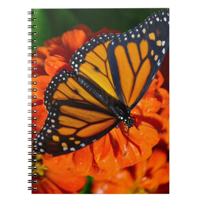 Cuaderno Mariposa monarca (Frente)