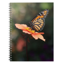 Mariposa monarca en Verbena y Dahlia