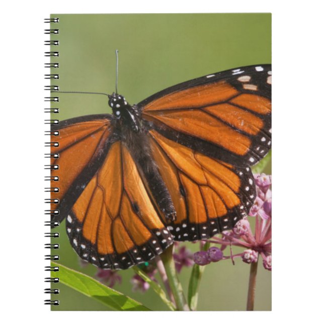 Cuaderno Mariposa monarca macho en Swamp Milkweed (Frente)