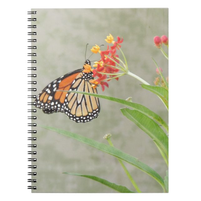 Cuaderno Mariposa monarca y oruga (Frente)