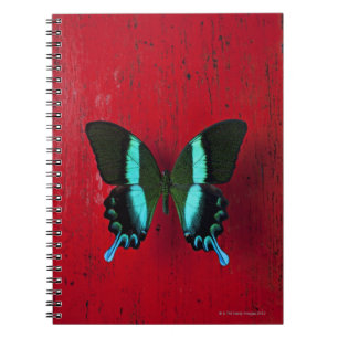 Cuaderno Mariposa negra y azul