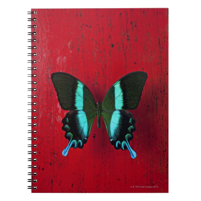 Cuaderno Mariposa negra y azul (Frente)