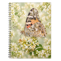 Mariposa Pintada sobre Flores Blancas