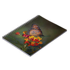 Cuaderno Mariposa reina en algas tropicales