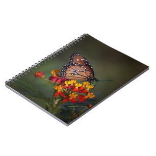 Cuaderno Mariposa reina en algas tropicales
