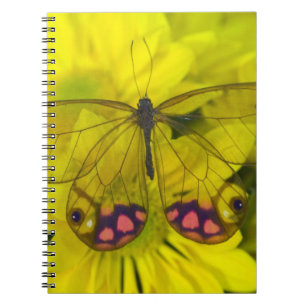 Cuaderno Mariposa sobre amarillo