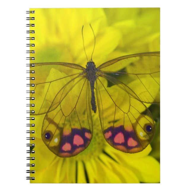 Cuaderno Mariposa sobre amarillo (Frente)