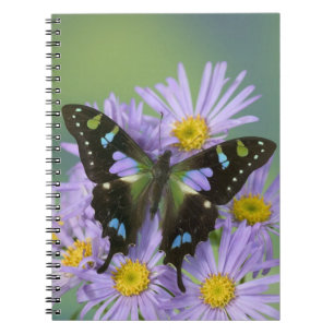 Cuaderno Mariposa sobre púrpura