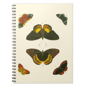Cuaderno Mariposas brillantes por Pieter Cramer