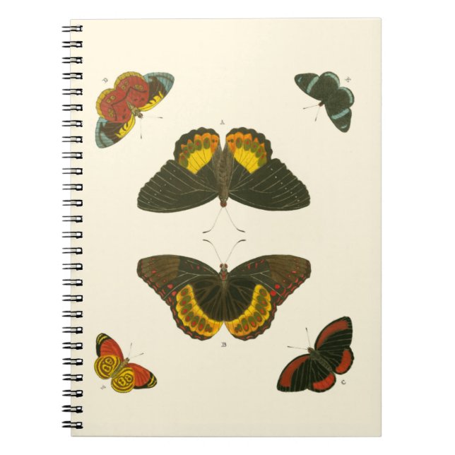 Cuaderno Mariposas brillantes por Pieter Cramer (Frente)