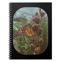 mariposas naranja 