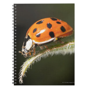 Cuaderno Mariquita en la hoja, mariquita en la hoja