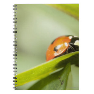 Cuaderno Mariquita en la hoja, mariquita en la hoja