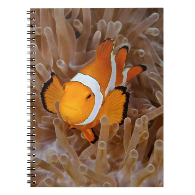 Cuaderno Marisco - Molokai, acantilado de la costa norte (Frente)