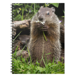 Cuaderno Marmota comiendo una flor