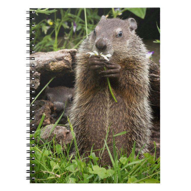 Cuaderno Marmota comiendo una flor (Frente)