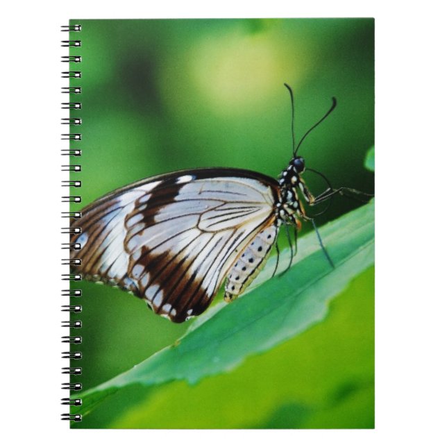 Cuaderno Marrón oscuro y mariposa gris (Frente)