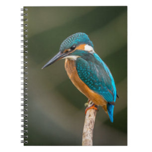 Cuaderno Martín pescador