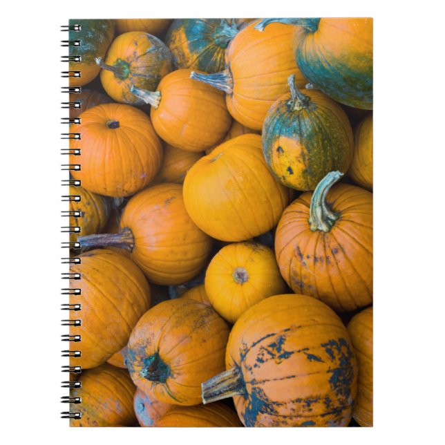 Cuaderno Massachusetts, Salisbury, calabazas, otoño (Frente)
