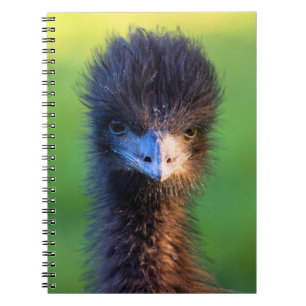 Cuaderno ¿Me Estás Mirando? - Bloc de notas de avestruz