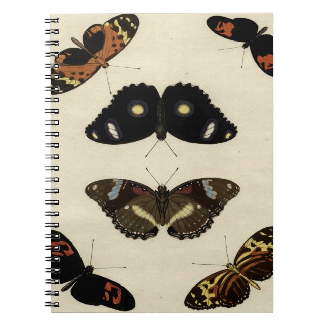 Cuaderno Medley de mariposa colorida sobre fondo crema (Frente)