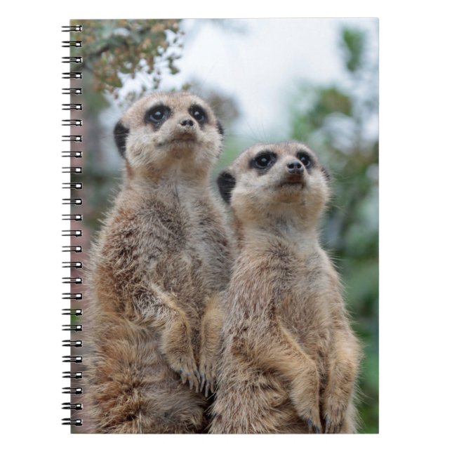 Cuaderno Meerkat 013 (Frente)