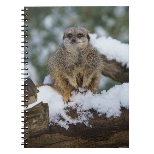 Cuaderno Meerkat En La Nieve (Frente)