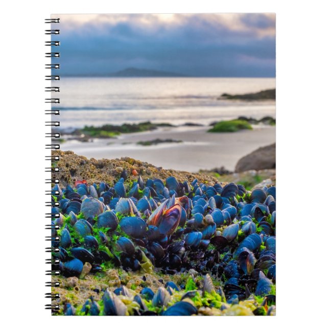 Cuaderno Mejillones (Frente)