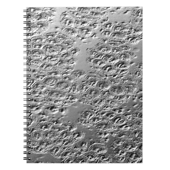 Cuaderno Metalizado de plata dañada (Frente)