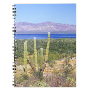 Cuaderno México, Baja California Sur, Cardon Cactus en