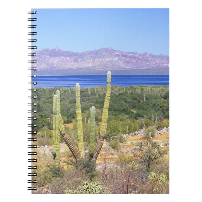 Cuaderno México, Baja California Sur, Cardon Cactus en (Frente)