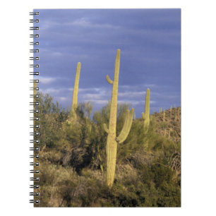 Cuaderno México, Baja del Norte, Catavina Desert National 2