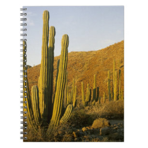Cuaderno México, Baja, Isla Santa Catalina, Mar de