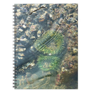 Cuaderno Meyers Beach North, Gold Beach, Oregon