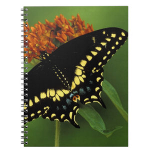 Cuaderno Míchigan, Rochester. Negro Oriental Americano