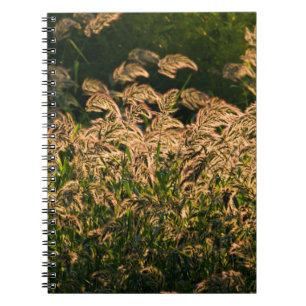 Cuaderno Millet Silvestre (Panicum Sp.) Crecer En Humedales